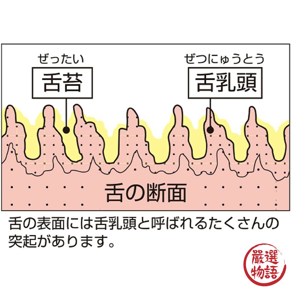 日本製EBiSU舌苔清潔刷 口臭對策 舌頭清潔 Ag+ 銀離子 抗菌 顏色隨機出貨 代購 防疫-圖片-4
